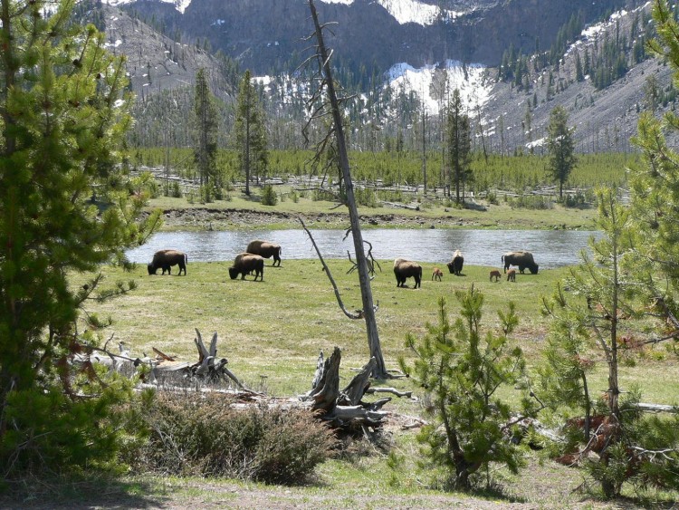 Wallpapers Trips : North America United-States Bisons- Yellowstone