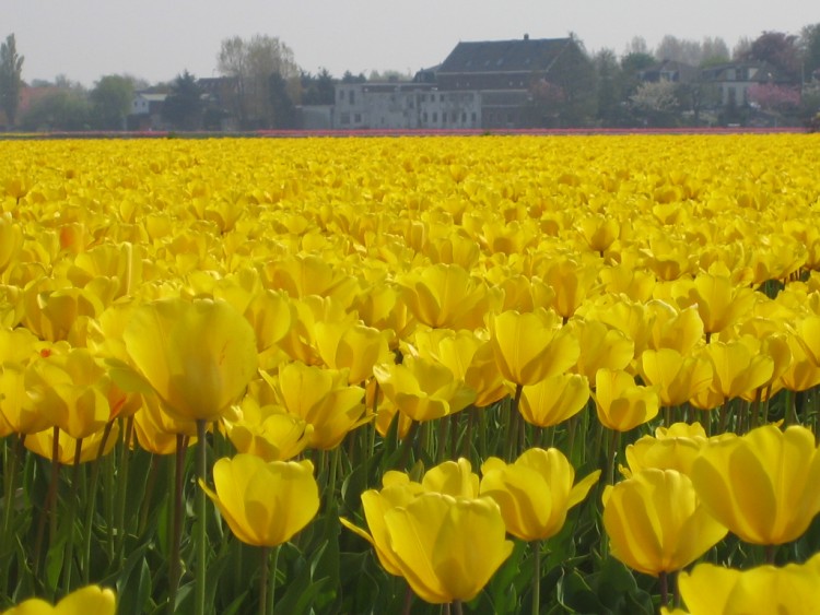 Fonds d'cran Nature Fleurs Champ de tulipes en Hollande