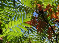 Fonds d'cran Nature Sumac de Virginie