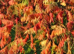 Fonds d'cran Nature Sumac de Virginie