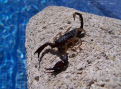 Fonds d'cran Animaux Le scorpion  queue jaune, Euscorpius flavicaudis