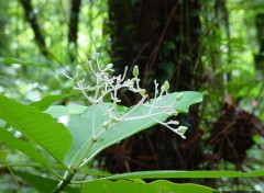 Fonds d'cran Nature Bois de corail