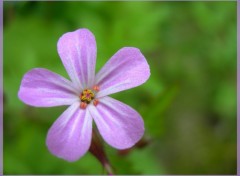 Wallpapers Nature Fleur des champs