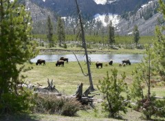 Wallpapers Trips : North America Bisons- Yellowstone