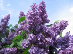 Wallpapers Nature Lilas mauve et ciel bleu