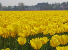 Fonds d'cran Nature Champ de tulipes en Hollande