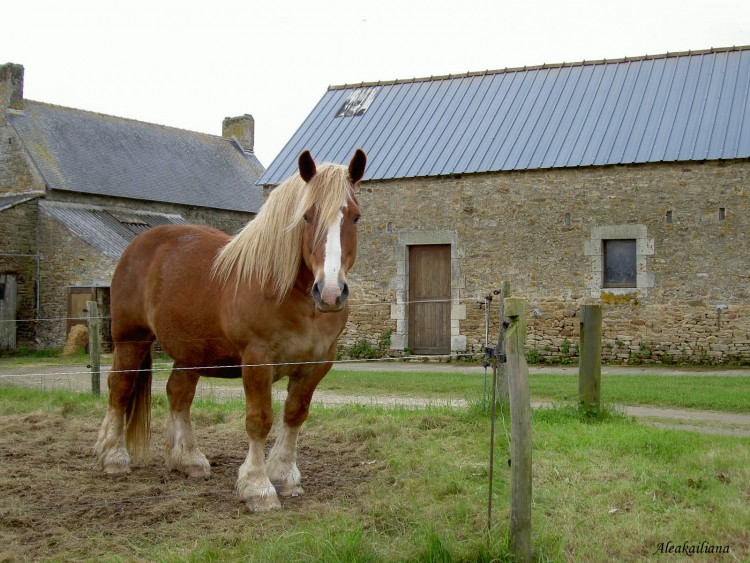 Fonds d'cran Animaux Chevaux Cheval de trait