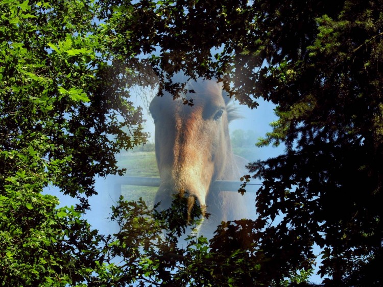 Fonds d'cran Animaux Chevaux L'ami de l'homme