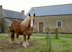 Fonds d'cran Animaux Cheval de trait