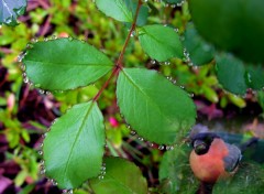 Wallpapers Nature Perles matinales