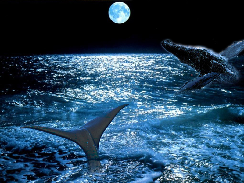 Wallpapers Animals Sealife - Whales 