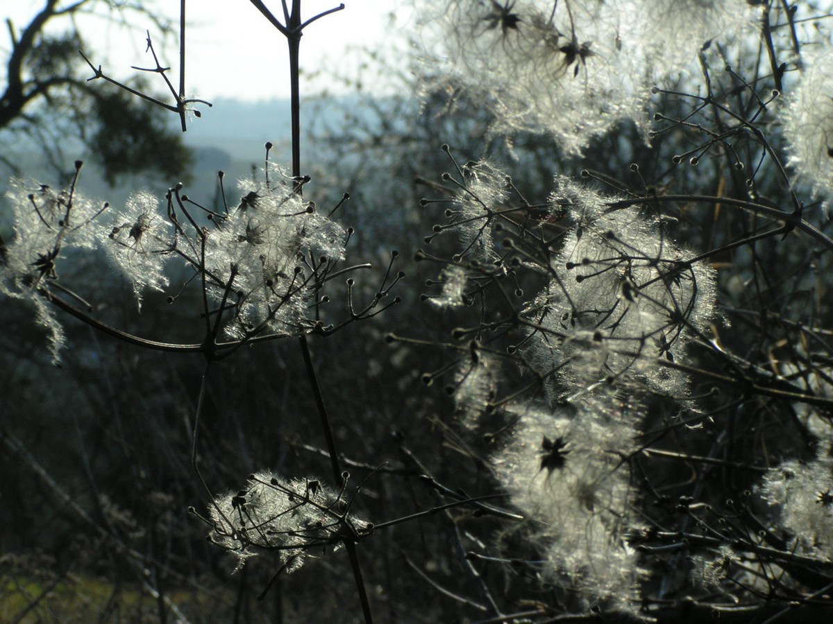 Fonds d'cran Nature Plantes - Arbustes 