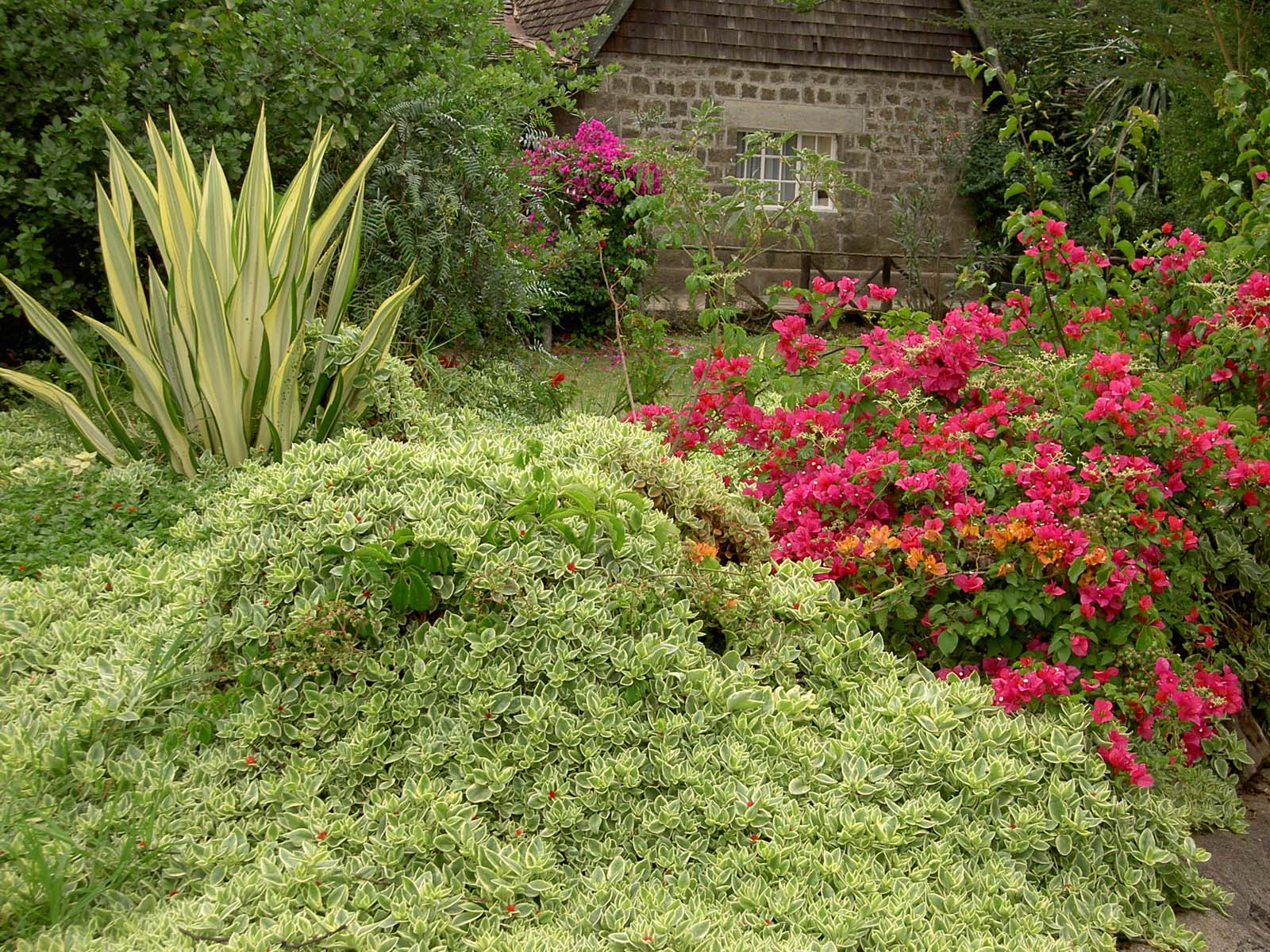 Wallpapers Nature Parks - Gardens jardin devans notre chambre au kenya