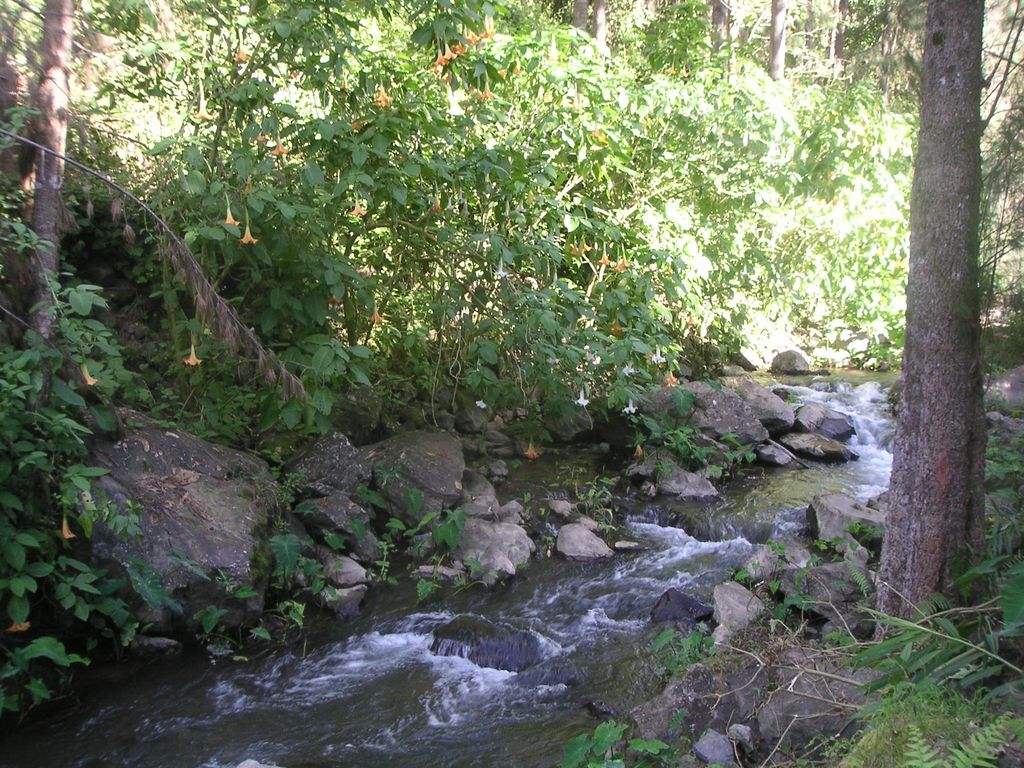 Fonds d'cran Nature Fleuves - Rivires - Torrents une rivire de la Runion