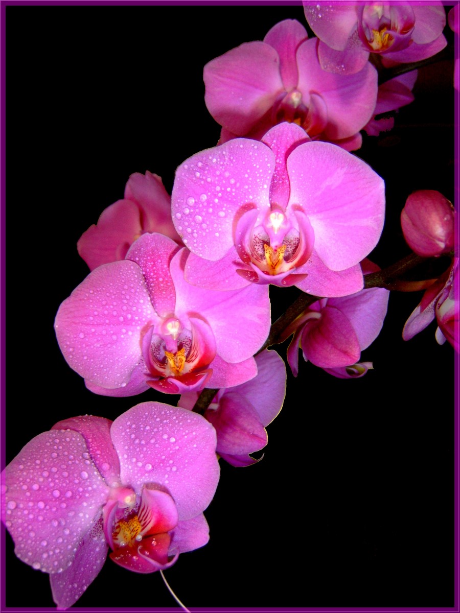 Fonds d'cran Nature Fleurs Orchidee