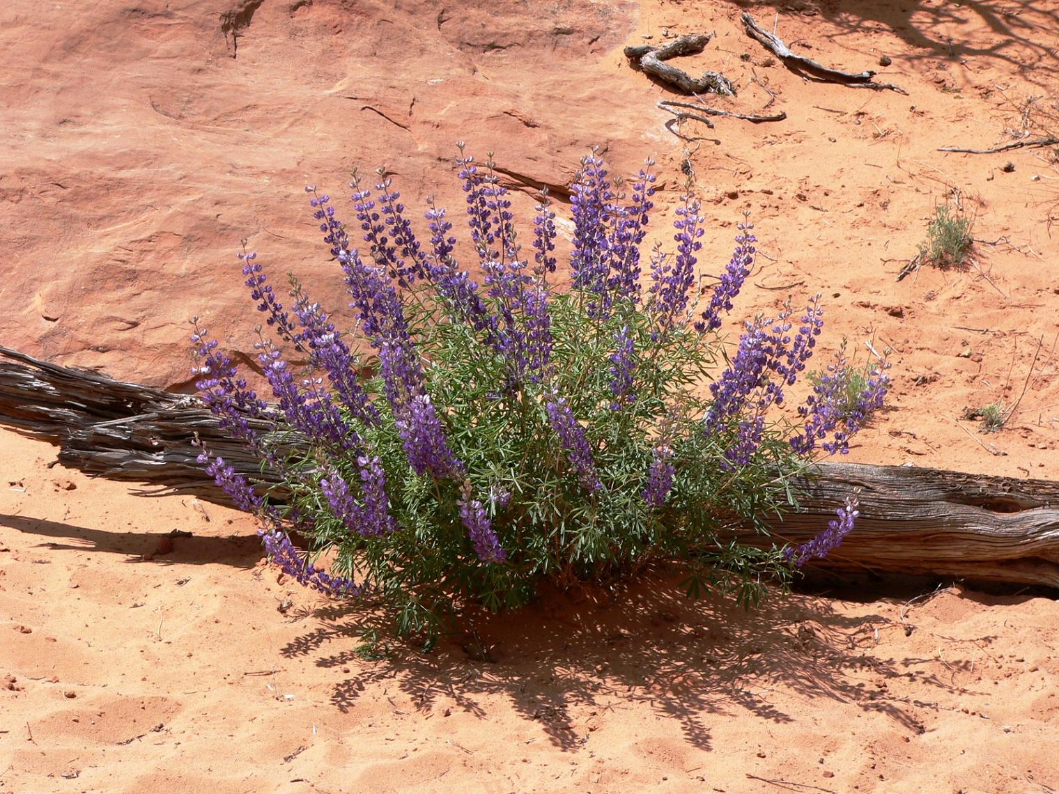 Fonds d'cran Nature Fleurs Fleurs du dsert