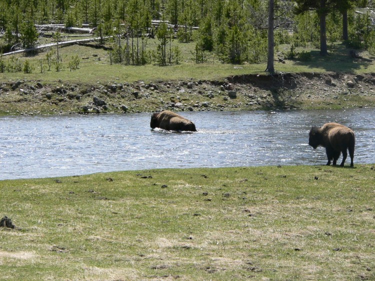 Fonds d'cran Animaux Bisons - Buffles Bisons- Yellowstone