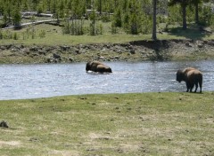 Fonds d'cran Animaux Bisons- Yellowstone