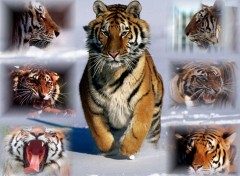 Fonds d'cran Animaux montage de tigres