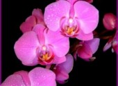 Fonds d'cran Nature Orchidee