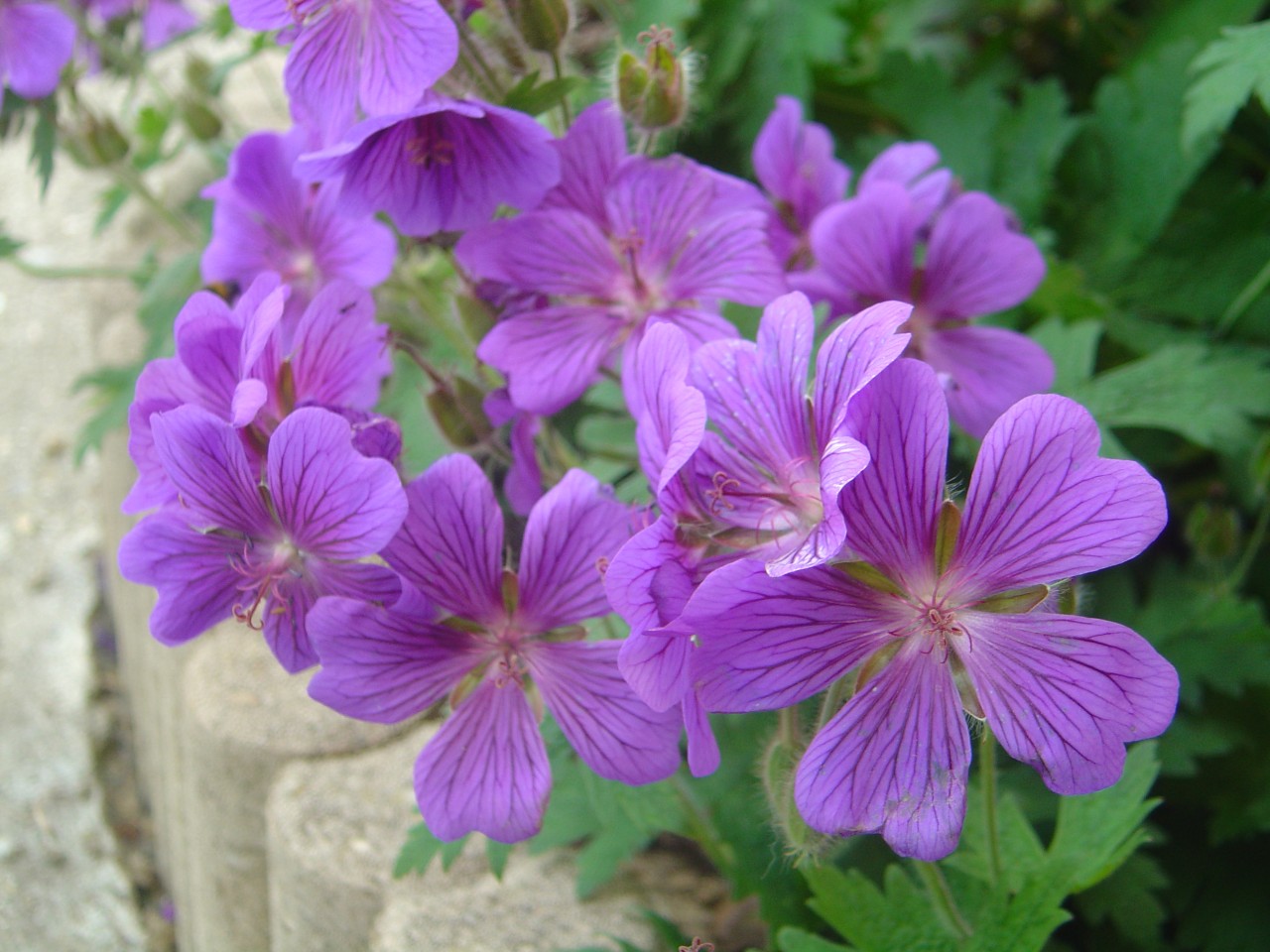 Fonds d'cran Nature Fleurs 