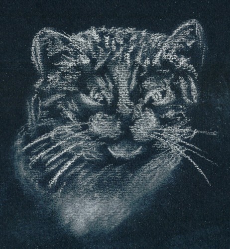 Fonds d'cran Art - Crayon Animaux - Chats tte de chat