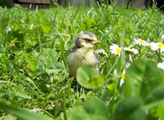 Fonds d'cran Animaux Bb msange