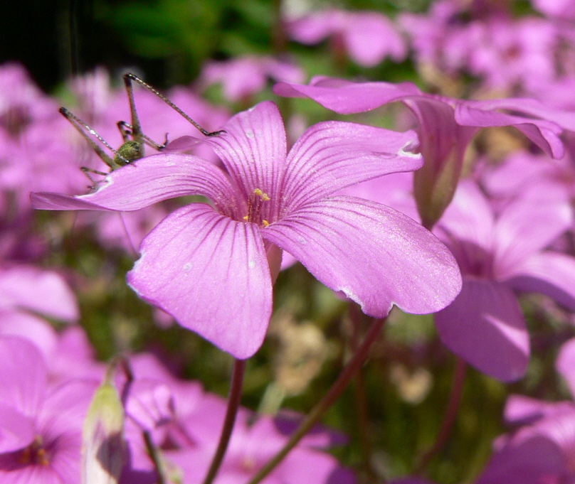 Wallpapers Nature Flowers 