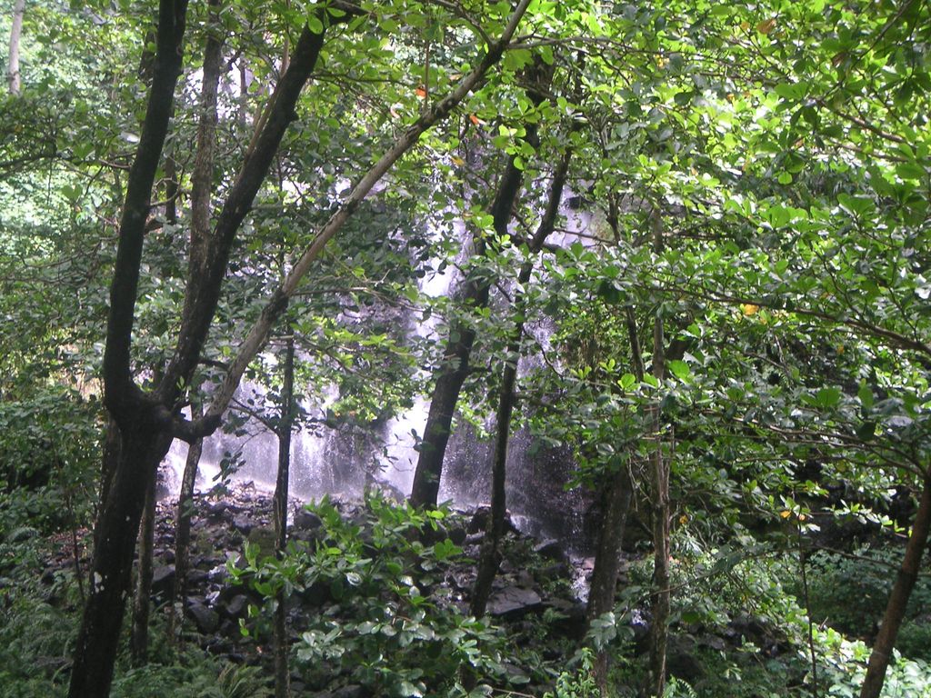 Fonds d'cran Nature Arbres - Forts une cascade dans une fort