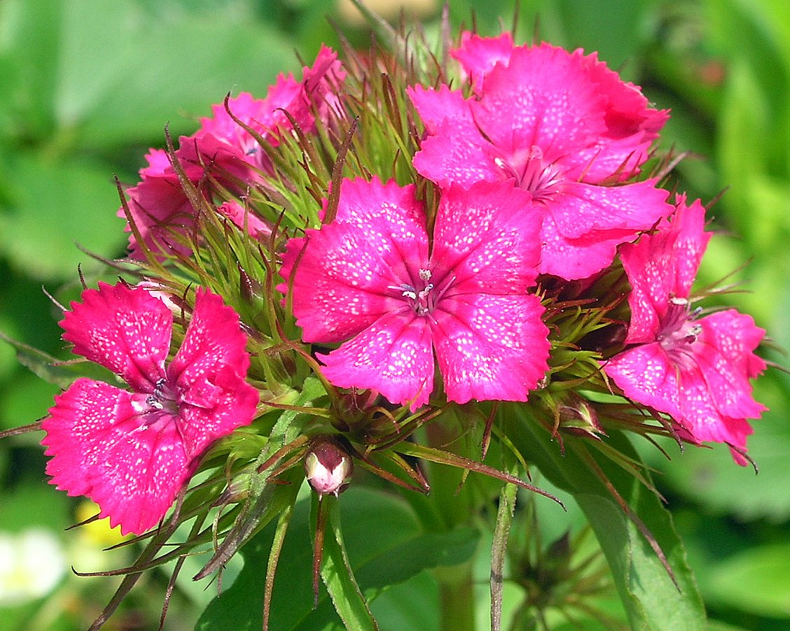 Fonds d'cran Nature Fleurs oeillet