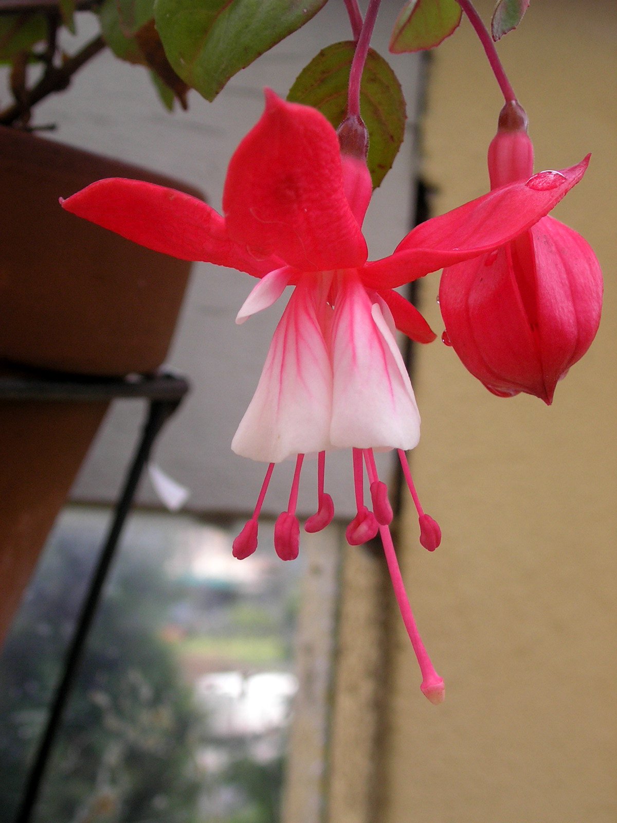 Fonds d'cran Nature Fleurs fushia