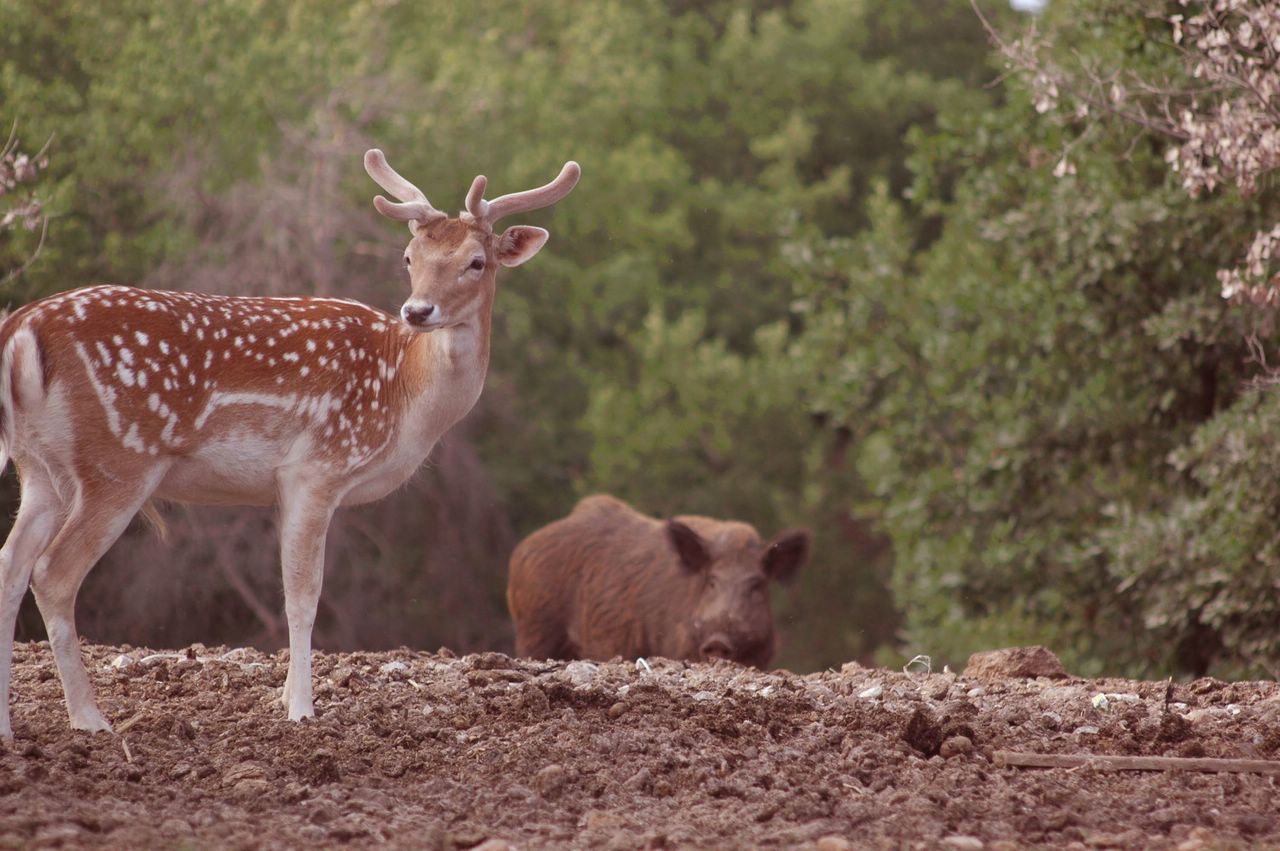 Wallpapers Animals Cervids A la croise des chemins