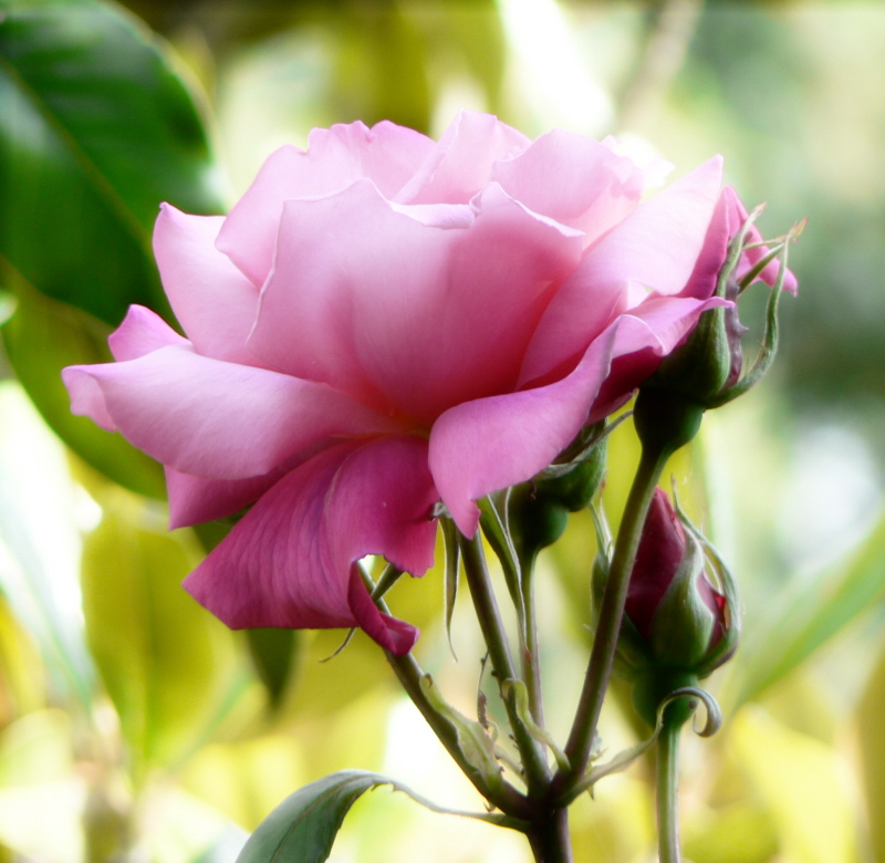 Fonds d'cran Nature Fleurs rose rose