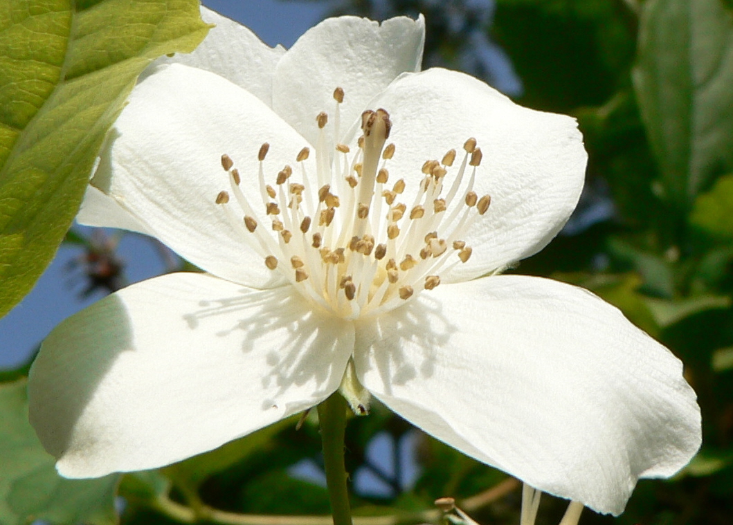 Fonds d'cran Nature Fleurs seringat