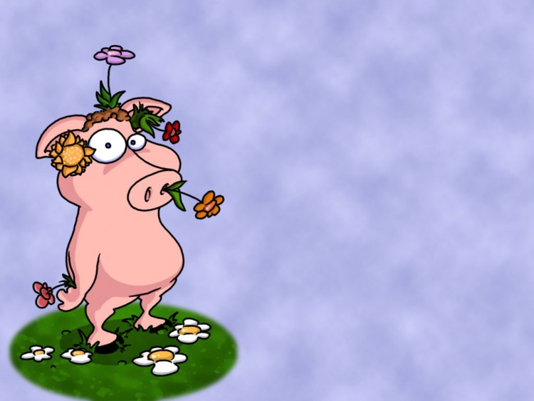 Wallpapers Animals Pigs cochon