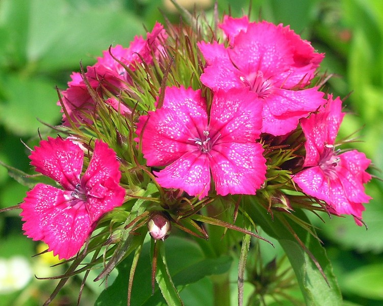 Fonds d'cran Nature Fleurs oeillet