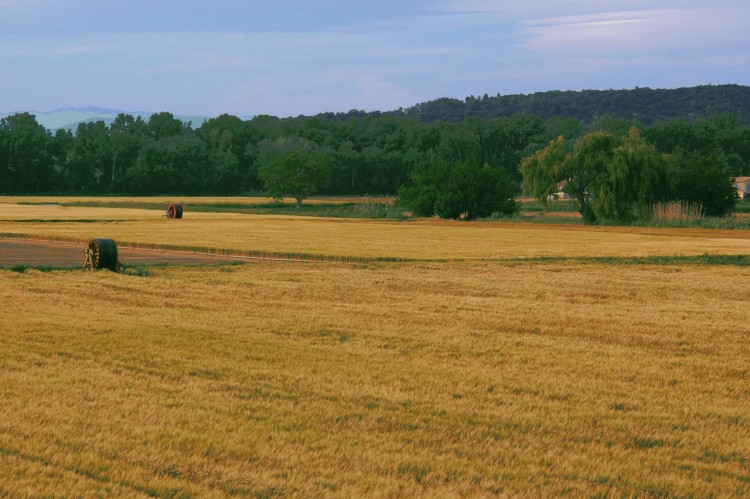 Fonds d'cran Nature Champs - Prairies champs de bl