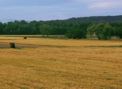 Fonds d'cran Nature champs de bl