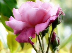 Wallpapers Nature rose rose