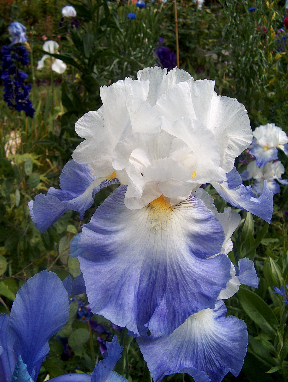 Wallpapers Nature Flowers Les fleurs de giverny 2