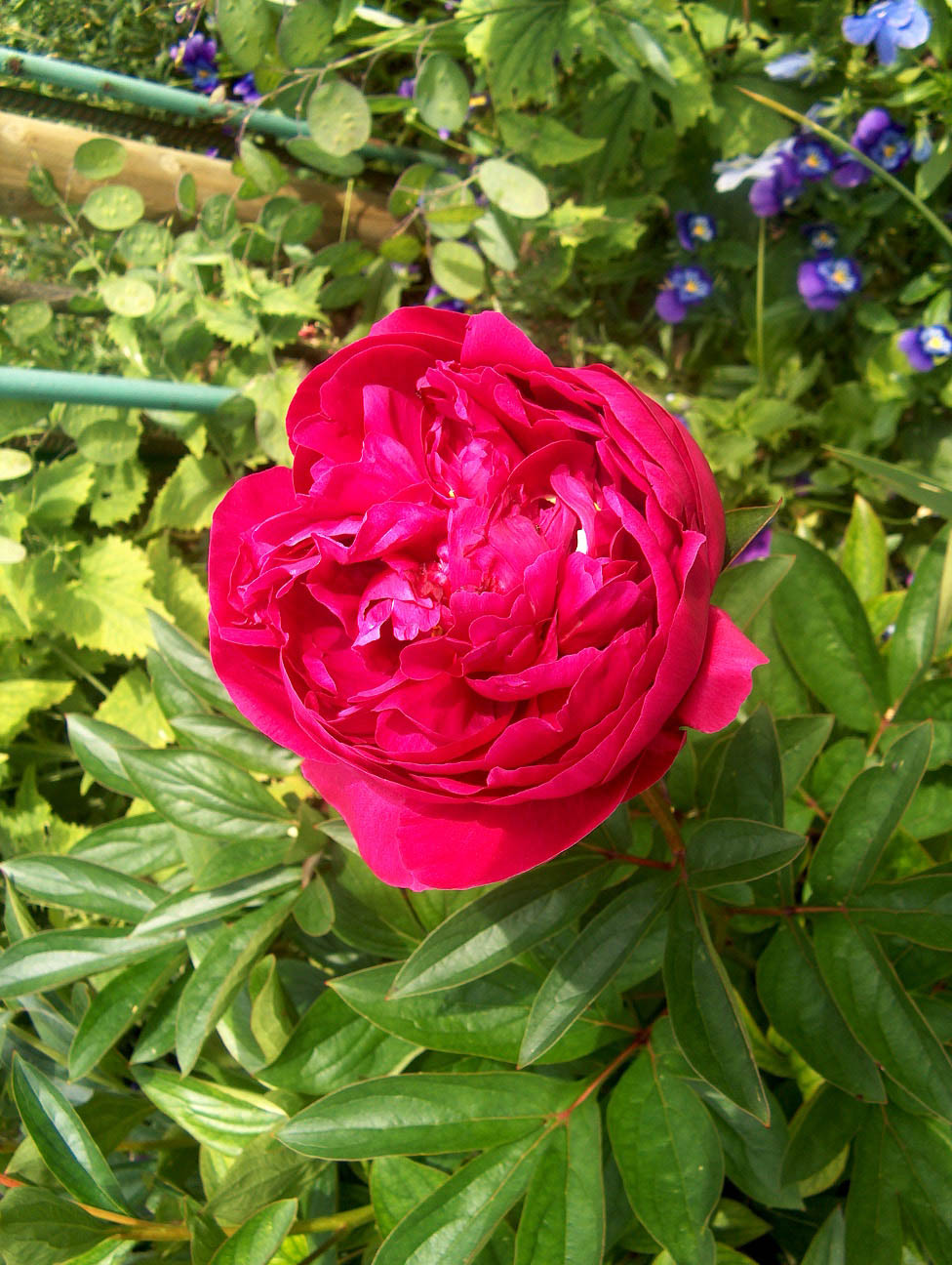 Fonds d'cran Nature Fleurs Les fleurs de giverny 5