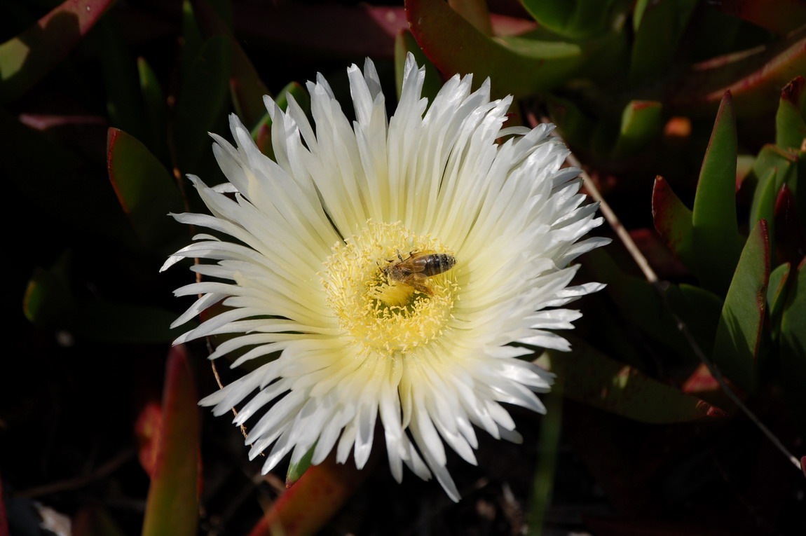 Wallpapers Nature Flowers abeille ds une fleur