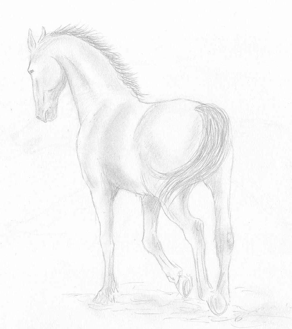 Wallpapers Art - Pencil Animals - Horses PAssion