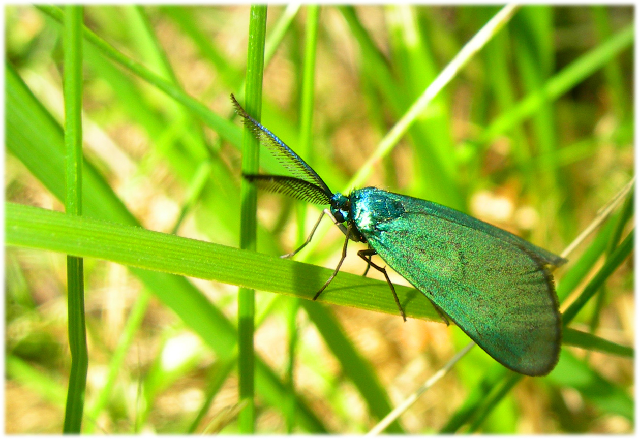 Wallpapers Animals Insects - Butterflies 