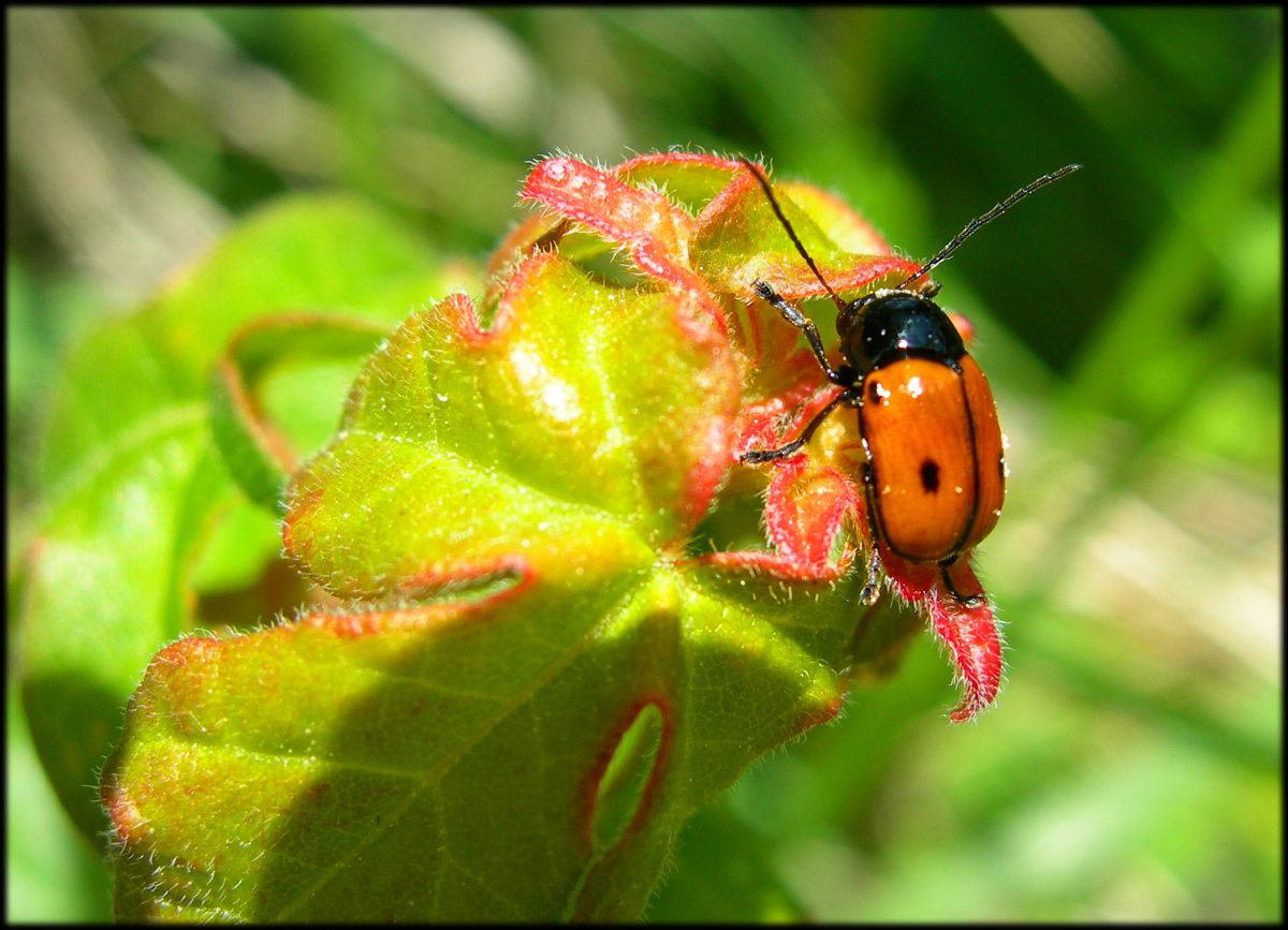 Fonds d'cran Animaux Insectes - Divers 