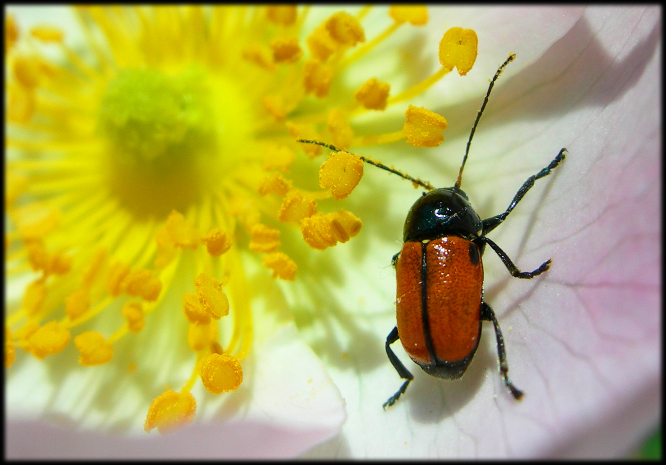 Fonds d'cran Animaux Insectes - Divers 