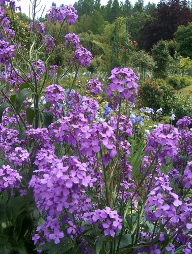 Fonds d'cran Nature Fleurs Les fleurs de giverny 4