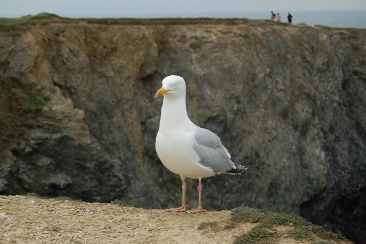 Fonds d'cran Animaux Oiseaux - Mouettes et Golands goland