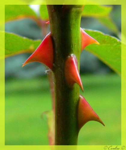 Fonds d'cran Nature Plantes - Arbustes Epines