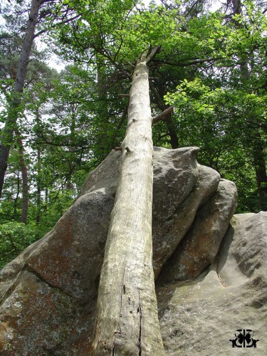 Fonds d'cran Nature Arbres - Forts arbre